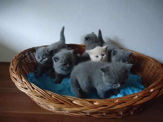 Wunderschöne BKH-Kitten in gute Hände abzugeben